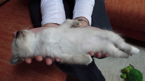 Flaquitude, la relève est assurée !