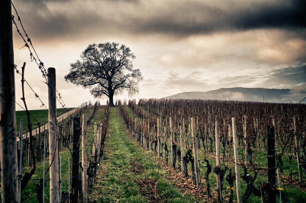 Le Gardien du Vignoble