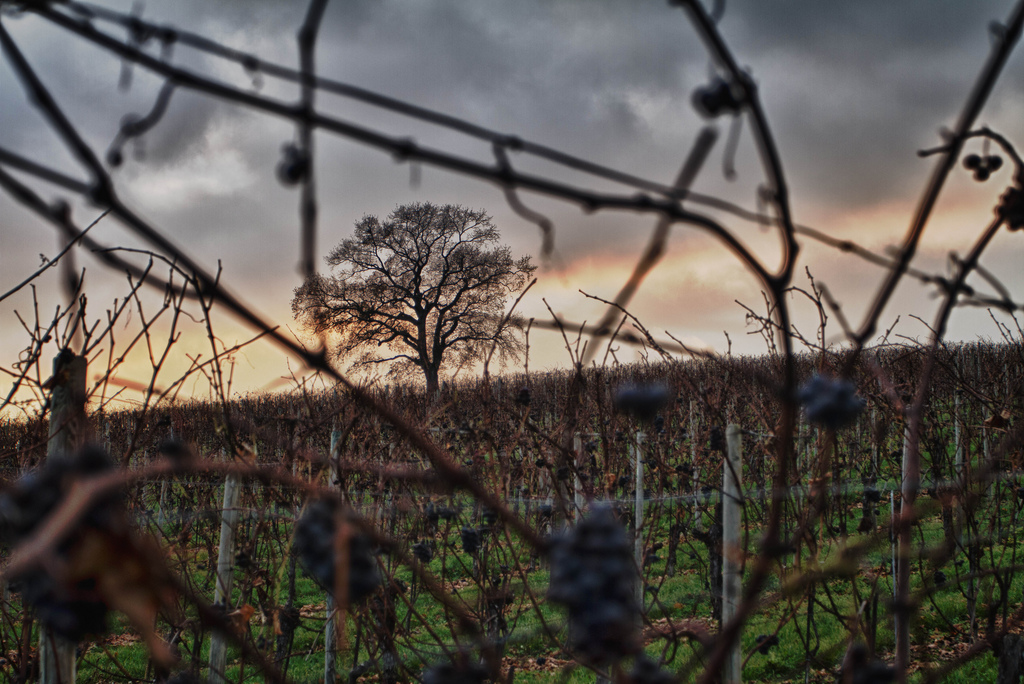 Le gardien du vignoble