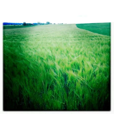 Champ de chatouille