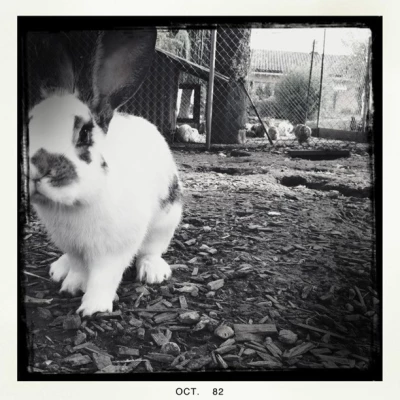 Bunny