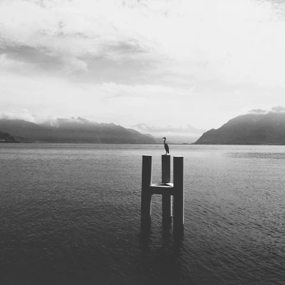 #leman #lac #cully #heron #bw