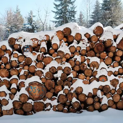 Stacked firewood logs covered with snow in front of evergreen trees
