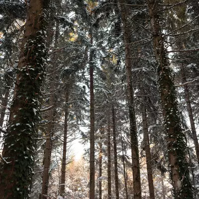 Dense conifer forest with snow on branches and sunlight filtering through