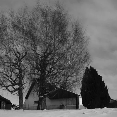 Black and white photo of two bare trees in front of snow-covered buildings under a dramatic sky