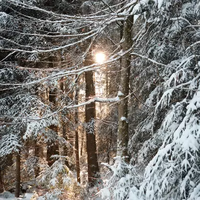 Sun shining through snow-laden evergreen branches in a winter forest