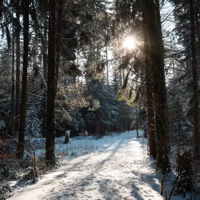 Vertical view through snow-covered pine trees with sunlight breaking through the branches