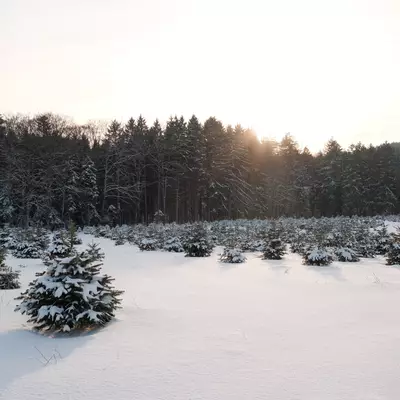 Sunset over a snow-covered garden with evergreen trees and a forest in the background