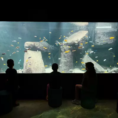the silhouettes of three children in front of an aquarium in the dark