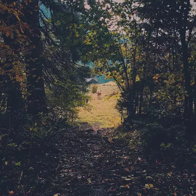 Photo prise depuis la forêt. La lumière est sombre. Au centre de l'image, un sentier mène vers un pâturage. Eclairé par le soleil, au vache nous regarde au bout de ce sentier.