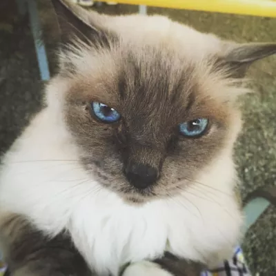 Câlin de Babou