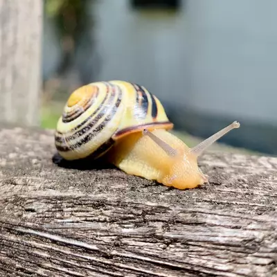 A striped land snail with a cream and brown patterned shell glides across a weathered gray log, its extended body and long eye stalks visible against a blurred green background.