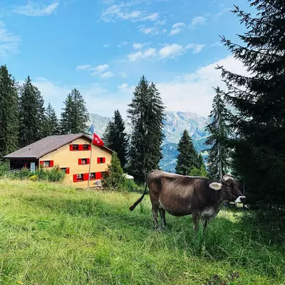 A brown cow stands in an alpine meadow with a bright red and yellow chalet displaying a Swiss flag in the background, surrounded by evergreen forest and snow-capped mountains under a blue sky.