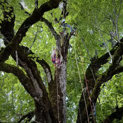 From the branches of an old linden tree, ropes hang. Children are scrambling up them.