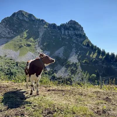 A cow standing in a grassy area with the Teysachaux mountain in the background, under a clear blue sky.