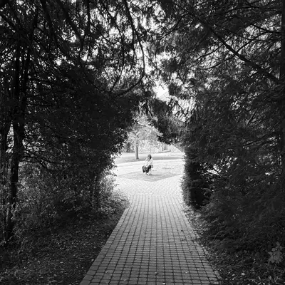 Black and white photograph of a brick path through evergreen trees leading to an open area where a young girl plays on a rocking horse