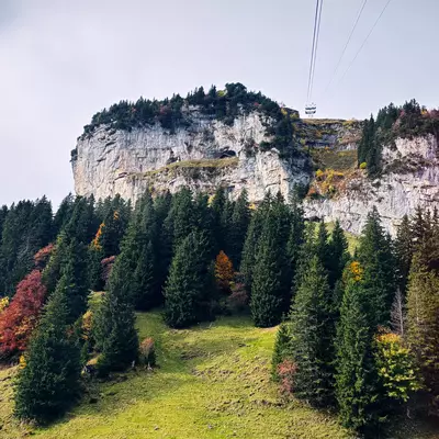 view of a mountain lined with pine trees, with a cable car extending above the dense forest.