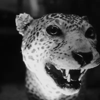 Close-up of a taxidermied leopard head with open jaw and bared teeth, black and white