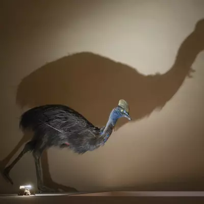 Taxidermied cassowary lit from below, casting a large dramatic shadow on the warm-toned wall behind it in a museum display case