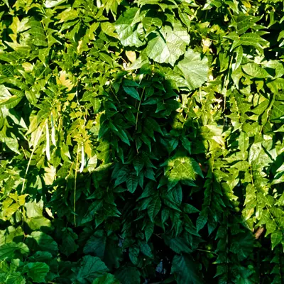 My shadow taking a photo on a surface of green tree leaves
