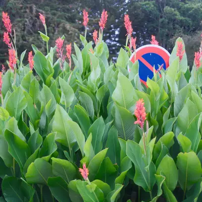 A no-parking sign in the middle of flowers