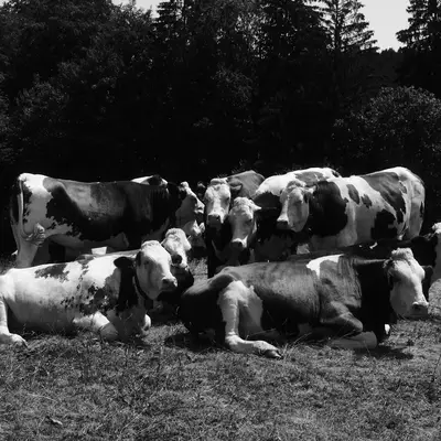 A herd of cattle gathered in a pastoral meadow, with forested hills visible in the background in this black and white photograph.