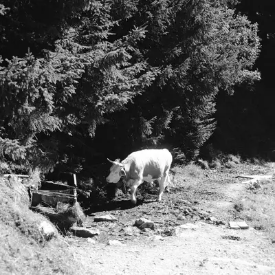 A white cow stands on a dirt path next to an old wooden cart, with dense trees and foliage visible in the background in this black and white photograph.