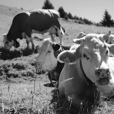 Several cattle graze on a mountainside meadow in this black and white photograph, with evergreen trees visible along the ridge in the background. A light-colored cow with horns stands prominently in the foreground, while darker cattle can be seen grazing further up the slope.