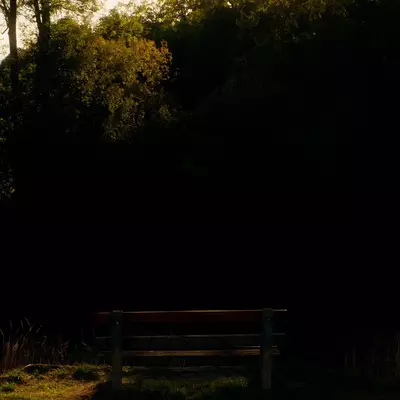 Empty wooden bench in silhouette beneath dark trees, with sunlight breaking through the canopy above.