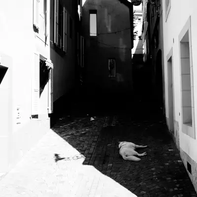 White dog lying on cobblestones in a narrow, shadowed alley between tall buildings, high-contrast black and white photo.