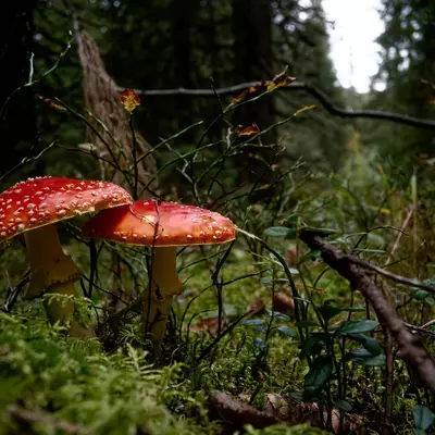 Two red fly agaric mushrooms with white spots growing among moss and forest vegetation.