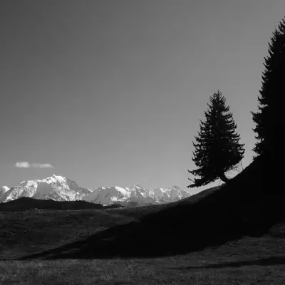 Silhouettes of fir trees on a hill, with a snow-capped mountain range in the background under a clear sky.