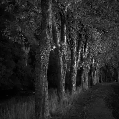 Black-and-white night photo of a row of trees lining a path, their trunks illuminated against dark foliage and shadows.