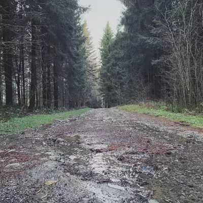 A muddy path in the forest
