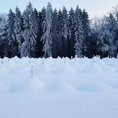 In the foreground we see young firs a few centimeters high. They are covered in snow and just the tip is visible. In the background, the edge of the forest.
