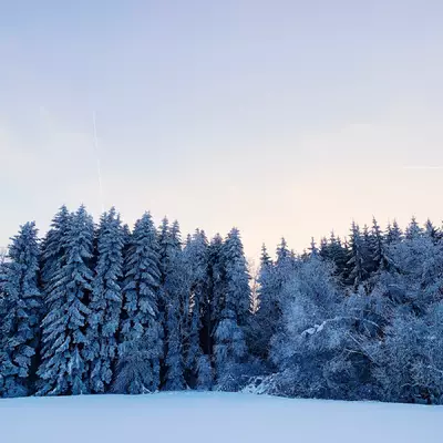 the edge of the snowy forest. the evening sky has pink tints.