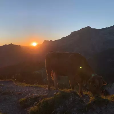 au premier plan, une vache broute de l'herbe. En arrière plan, on voit le soleil pointer derrière les montagnes.