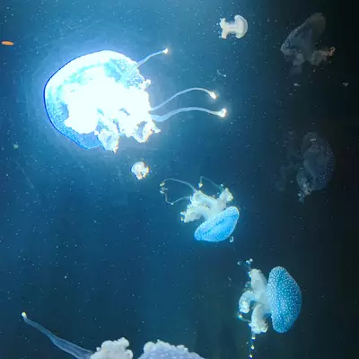 Some blue medusa in a dark fishtank