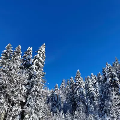 Snow-covered fir trees