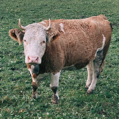 Wet cow